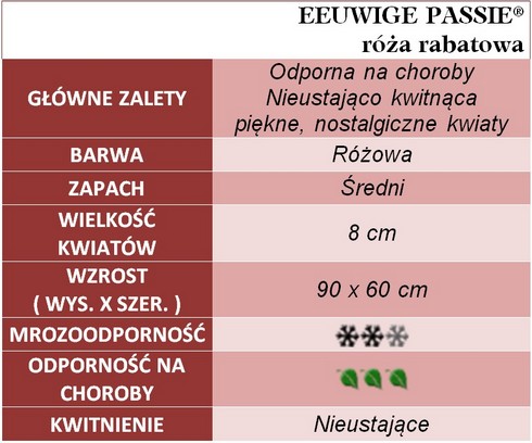 Eeuwige Passie - róża rabatowa